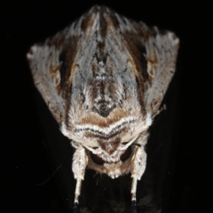 Persectania ewingii at Ainslie, ACT - 11 May 2021