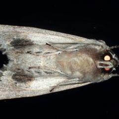 Persectania ewingii at Ainslie, ACT - 11 May 2021