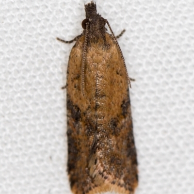 Tortricinae (subfamily) (A tortrix moth) at Melba, ACT - 9 Dec 2020 by Bron