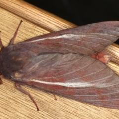 Oxycanus rufescens (Dry-country Oxycanus) at Ainslie, ACT - 11 May 2021 by jb2602