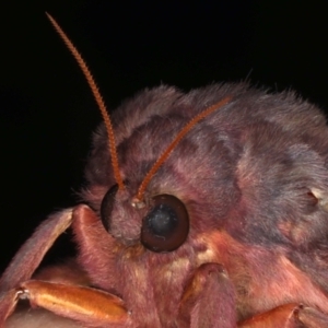 Oxycanus rufescens at Ainslie, ACT - 11 May 2021