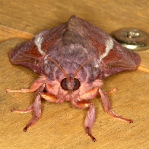 Oxycanus rufescens at Ainslie, ACT - 11 May 2021