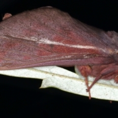 Oxycanus rufescens at Ainslie, ACT - 11 May 2021