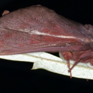 Oxycanus rufescens at Ainslie, ACT - 11 May 2021