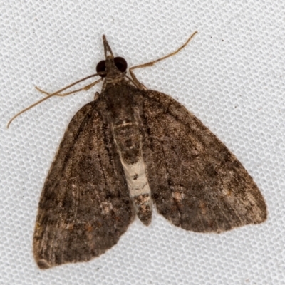 Microdes squamulata (Dark-grey Carpet) at Melba, ACT - 9 Dec 2020 by Bron