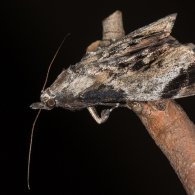 Salma pyrastis (A Pyralid moth (Epipaschiinae) at Melba, ACT - 9 Dec 2020 by Bron