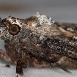 Salma pyrastis at Melba, ACT - 9 Dec 2020 11:38 PM