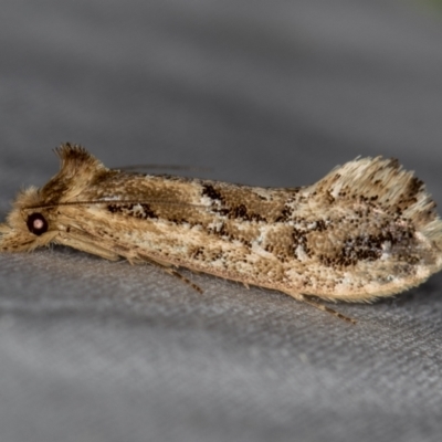 Moerarchis inconcisella (A tineid moth) at Melba, ACT - 9 Dec 2020 by Bron