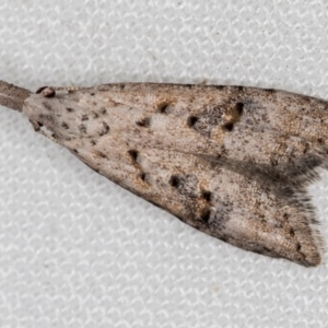 Carposina undescribed species at Melba, ACT - 9 Dec 2020