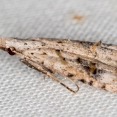 Carposina undescribed species at Melba, ACT - 9 Dec 2020