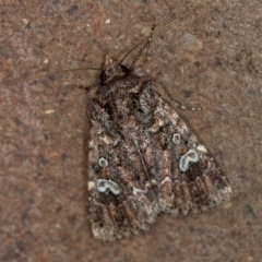 Ectopatria horologa (Nodding Saltbush Moth) at Melba, ACT - 10 Dec 2020 by Bron