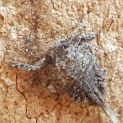 Fulgoroidea sp. (superfamily) (Unidentified fulgoroid planthopper) at Bruce, ACT - 18 May 2021 by tpreston