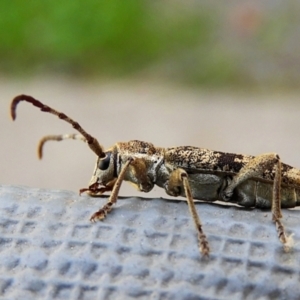 Pempsamacra dispersa at Crooked Corner, NSW - 6 Oct 2019