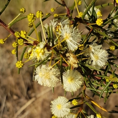 Acacia genistifolia (Early Wattle) at Bruce Ridge to Gossan Hill - 18 May 2021 by trevorpreston