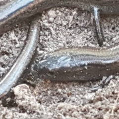 Hemiergis talbingoensis (Three-toed Skink) at Bruce Ridge to Gossan Hill - 18 May 2021 by trevorpreston