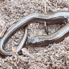 Hemiergis talbingoensis at Bruce, ACT - 18 May 2021 03:49 PM