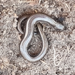 Hemiergis talbingoensis at Bruce, ACT - 18 May 2021