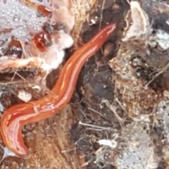 Anzoplana trilineata (A Flatworm) at Bruce Ridge to Gossan Hill - 18 May 2021 by trevorpreston