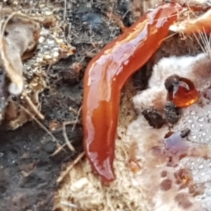 Anzoplana trilineata at Bruce, ACT - 18 May 2021