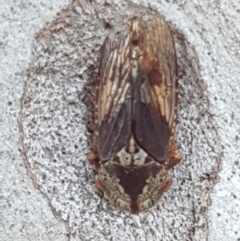 Stenocotis sp. (genus) (A Leafhopper) at Flea Bog Flat, Bruce - 18 May 2021 by tpreston
