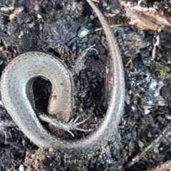 Lampropholis delicata (Delicate Skink) at Bruce Ridge to Gossan Hill - 18 May 2021 by trevorpreston