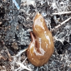 Lenkunya virgata (Brown-streaked planarian) at Bruce Ridge to Gossan Hill - 18 May 2021 by trevorpreston