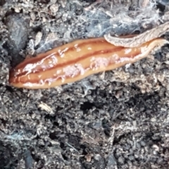 Anzoplana trilineata (A Flatworm) at Flea Bog Flat, Bruce - 18 May 2021 by tpreston