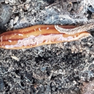 Anzoplana trilineata at Bruce, ACT - 18 May 2021