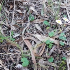 Brachyscome rigidula at Bruce, ACT - 18 May 2021