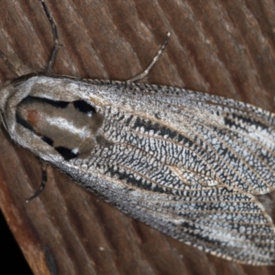 Endoxyla lituratus (A Wattle Goat Moth) at Melba, ACT - 8 Dec 2020 by Bron