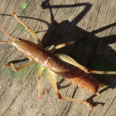 Coptaspis sp. (genus) (Katydid) at Wandella, NSW - 14 May 2021 by RobParnell