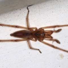 Tetragnatha sp. (genus) (Long-jawed spider) at Ainslie, ACT - 14 May 2021 by jbromilow50