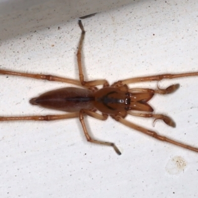 Tetragnatha sp. (genus) (Long-jawed spider) at Ainslie, ACT - 14 May 2021 by jb2602