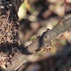 Papyrius nitidus (Shining Coconut Ant) at Griffith, ACT - 18 May 2021 by roymcd