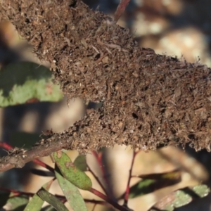 Papyrius nitidus at Griffith, ACT - 18 May 2021