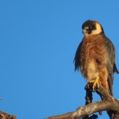 Falco longipennis (Australian Hobby) at Garran, ACT - 18 May 2021 by roymcd