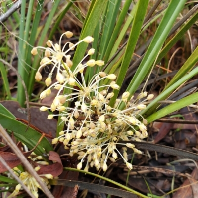 Lomandra filiformis subsp. coriacea (Wattle Matrush) at Cook, ACT - 5 May 2021 by drakes