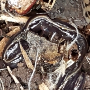 Caenoplana coerulea at Lyneham, ACT - 19 May 2021 09:22 AM