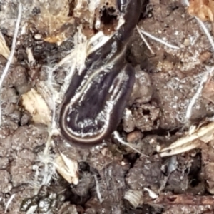 Caenoplana coerulea at Lyneham, ACT - 19 May 2021 09:22 AM