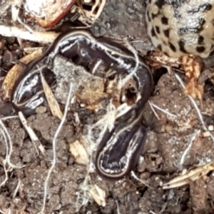 Caenoplana coerulea at Lyneham, ACT - 19 May 2021