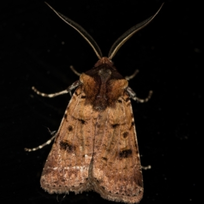 Agrotis porphyricollis (Variable Cutworm) at Melba, ACT - 4 Dec 2020 by Bron