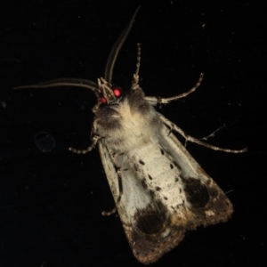 Agrotis porphyricollis at Melba, ACT - 4 Dec 2020