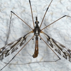 Ischnotoma (Ischnotoma) eburnea at Ainslie, ACT - 6 May 2021 11:16 PM