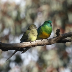 Psephotus haematonotus (Red-rumped Parrot) at Majura, ACT - 13 May 2021 by jbromilow50