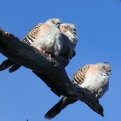 Ocyphaps lophotes (Crested Pigeon) at Forde, ACT - 15 May 2021 by jb2602