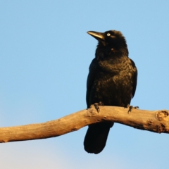 Corvus coronoides (Australian Raven) at Forde, ACT - 15 May 2021 by jbromilow50