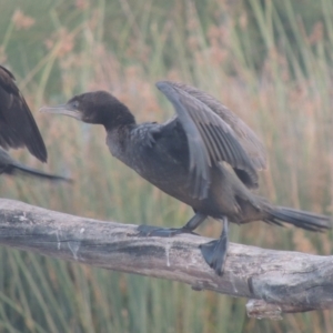 Phalacrocorax sulcirostris at Monash, ACT - 4 Mar 2021 08:48 PM