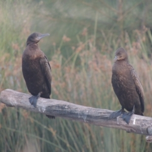 Phalacrocorax sulcirostris at Monash, ACT - 4 Mar 2021 08:48 PM