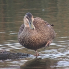 Anas superciliosa (Pacific Black Duck) at Tuggeranong Creek to Monash Grassland - 4 Mar 2021 by michaelb