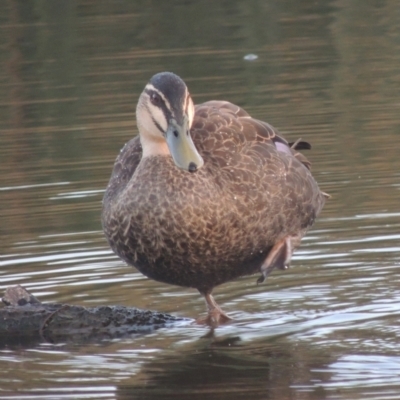Anas superciliosa (Pacific Black Duck) at Monash, ACT - 4 Mar 2021 by michaelb
